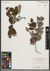 Foto von Salix appendiculata Vill.